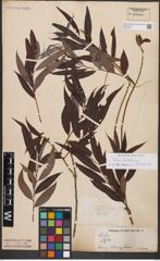 Foto von Salix babylonica L.